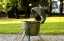 Keramický gril (kamado) Big Green Egg MiniMax