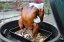 Nerezový stojan na kuře a krůtu Big Green Egg